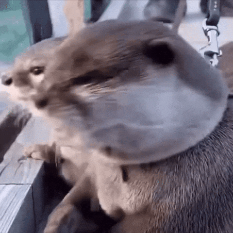 otter, personality, silly, cute, animal